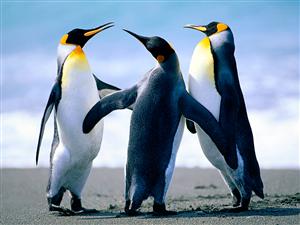 Penguins 