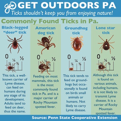 Commonly Found Ticks in PA